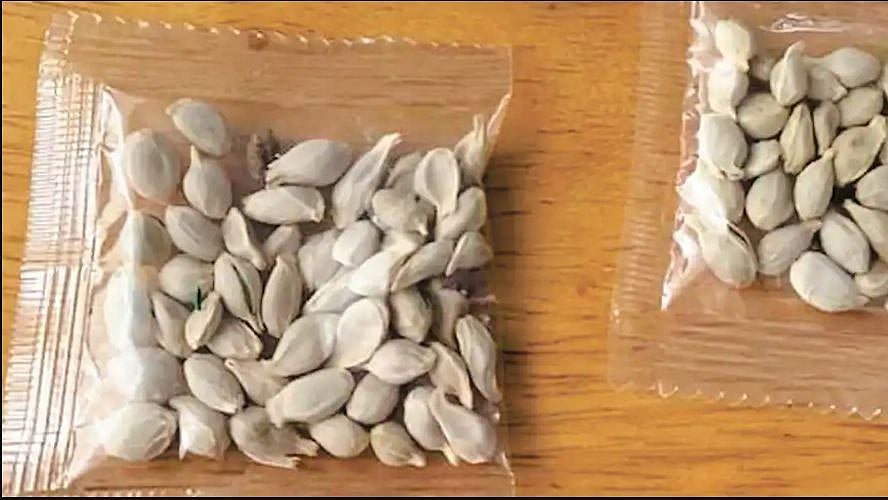 இந்தியாவுக்குள் ஊடுருவும் 'மர்ம விதை' பார்சல்கள் - மத்திய அரசு எச்சரிக்கை!