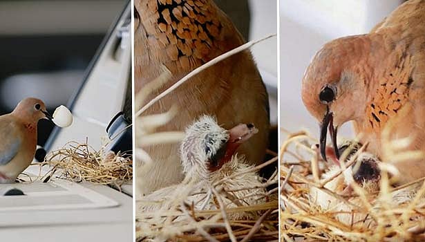 'குருவி கூடு கட்டி வாழ  விலையுயர்ந்த காரை தானமாக தந்த வள்ளல்' - ஊரடங்கில் நெகிழவைத்த துபாய் இளவரசர்!