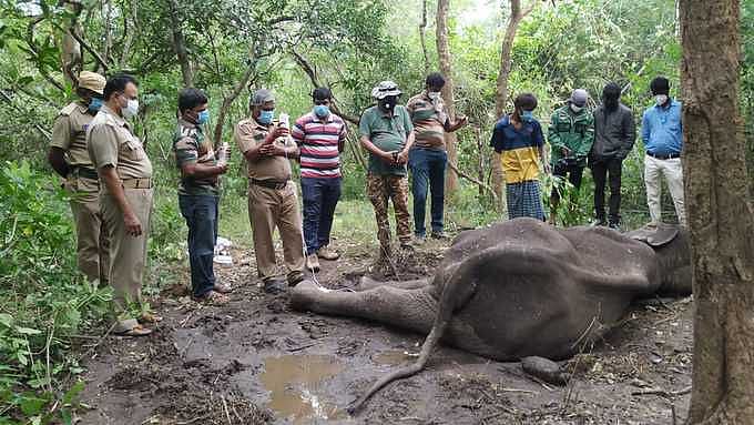 உலக யானைகள் தினம்: 10 ஆண்டுகளில் 1,000 யானைகள் பலி - யானைகளை பாதுகாக்க தமிழக அரசு நடவடிக்கை எடுக்குமா?