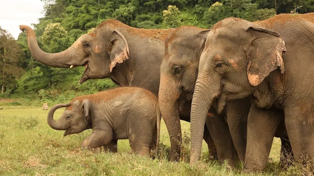 உலக யானைகள் தினம்: 10 ஆண்டுகளில் 1,000 யானைகள் பலி - யானைகளை பாதுகாக்க தமிழக அரசு நடவடிக்கை எடுக்குமா?
