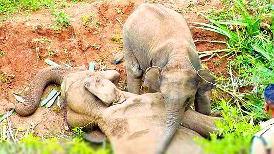 “6 ஆண்டுகளில் 561 யானைகள் உயிரிழப்பு; கண்டுகொள்ளாத அ.தி.மு.க அரசு” : கொந்தளிக்கும் வனவிலங்கு ஆர்வலர்கள்!