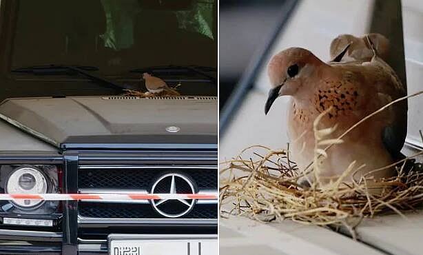 'குருவி கூடு கட்டி வாழ  விலையுயர்ந்த காரை தானமாக தந்த வள்ளல்' - ஊரடங்கில் நெகிழவைத்த துபாய் இளவரசர்!