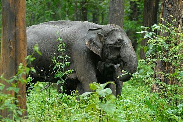 “நச்சுத்தன்மை கொண்ட உணவால் கோவை வனப் பகுதியில் யானைகள் தொடர்ந்து பலி” : அதிர்ச்சி தகவல்!