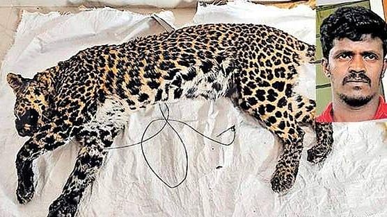 தன் பசுவை கொன்ற சிறுத்தை புலியை ஒரு வருடமாகக் காத்திருந்து கொன்ற தோட்டத் தொழிலாளி!