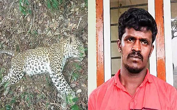 தன் பசுவை கொன்ற சிறுத்தை புலியை ஒரு வருடமாகக் காத்திருந்து கொன்ற தோட்டத் தொழிலாளி!