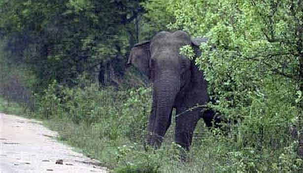 தமிழகத்தில் இருவேறு இடங்களில் நடந்த யானை தாக்குதலில் இரண்டு பேர் பரிதாப பலி!