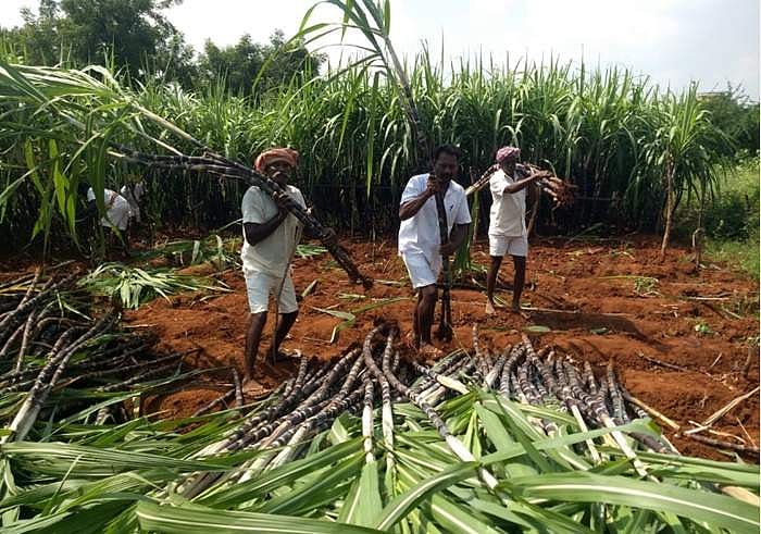 “மோடி-எடப்பாடியின் வெற்று அறிவிப்பால் அழிவுநிலைக்கு தள்ளப்பட்ட கரும்பு விவசாயம்” - தமிழக காங்கிரஸ் சாடல்!