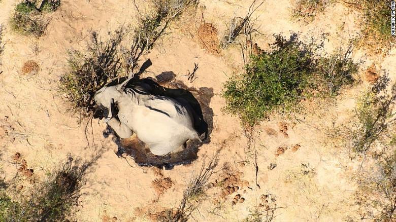 300க்கும் மேற்பட்ட யானைகள் இறந்ததற்கு இதுதான் காரணமா? - வெளியான அதிர்ச்சி தகவல்!