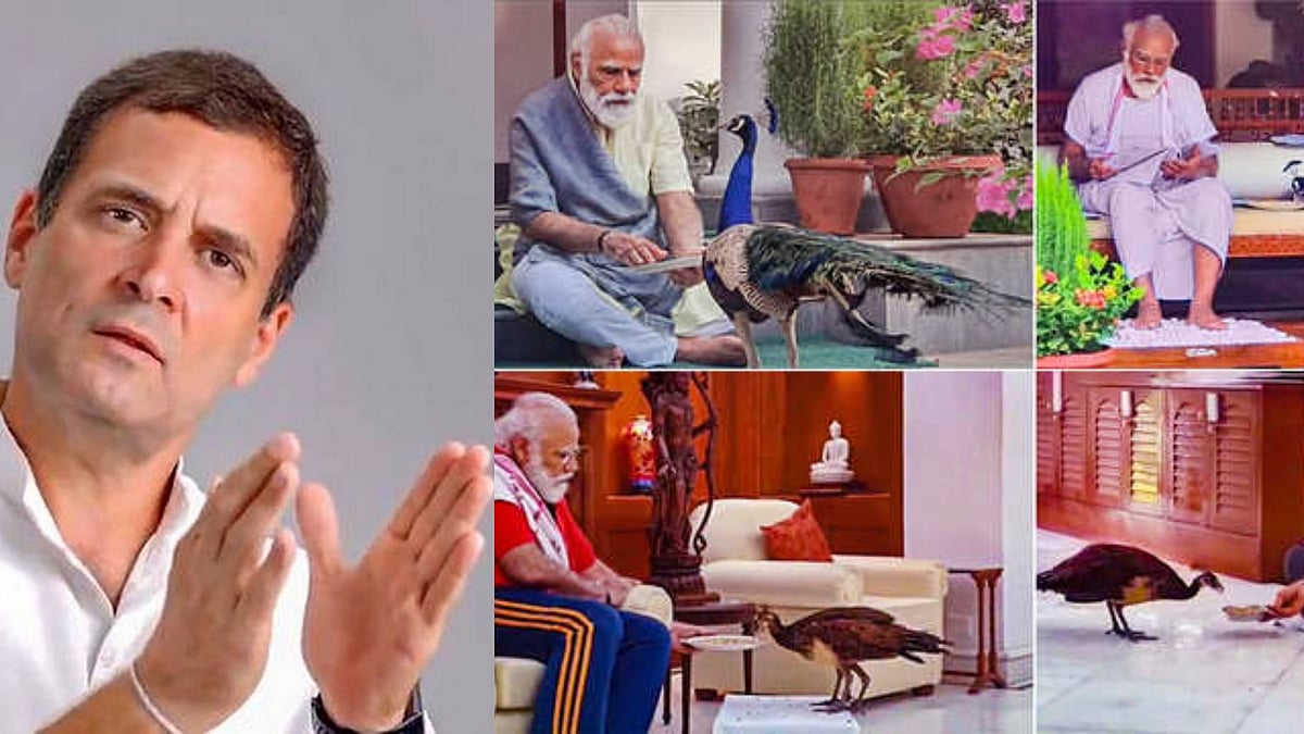 பிரதமர் மோடி மயில்களுடன் பிஸியாக இருப்பதால், நம்மை நாம்தான் காப்பாற்றிக்கொள்ள வேண்டும் - ராகுல் காந்தி