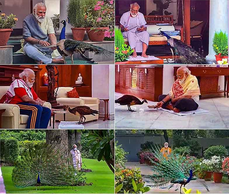 பிரதமர் மோடி மயில்களுடன் பிஸியாக இருப்பதால், நம்மை நாம்தான் காப்பாற்றிக்கொள்ள வேண்டும் - ராகுல் காந்தி