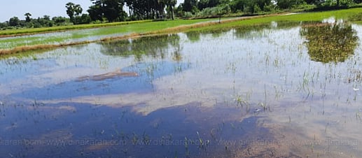 ஒரே விவசாய நிலத்தில் 2-வது முறை கசிந்த கச்சா எண்ணெய் - திருவாரூர் விவசாயியின் பரிதாப நிலை
