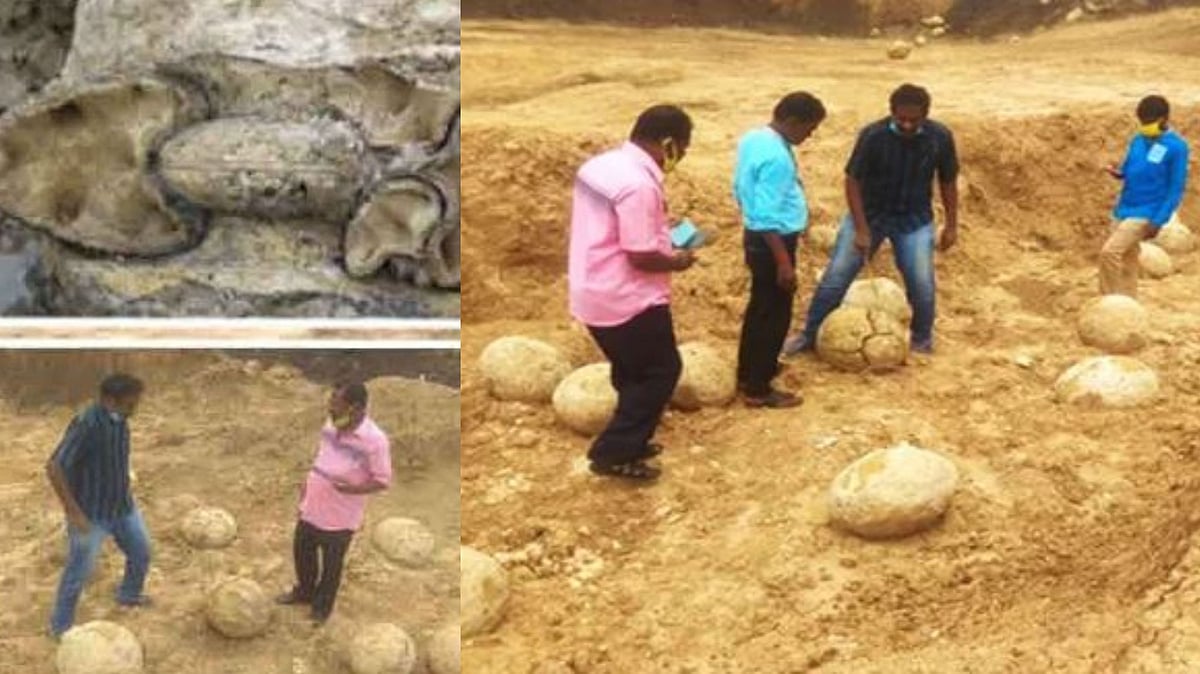 தமிழகத்தில் டைனோசர் முட்டையா? : கடல் வாழ் நத்தைகளின் படிமங்கள் கண்டெடுப்பு!