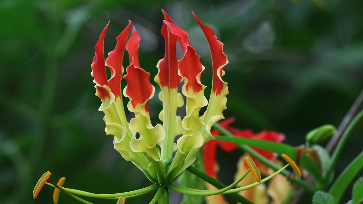 நீலகிரி வனப்பகுதியில் பூத்துக் குலுங்கும் ‘செங்காந்தள் மலர்கள்’ : சுற்றுலா பயணிகள் உற்சாகம்!