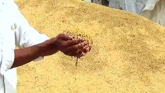 நேற்று இரவு பெய்த கனமழையால் சுமார் 50,000க்கும் மேலான நெல் மூட்டைகள் சேதம்.. தஞ்சை விவசாயிகள் வேதனை!!