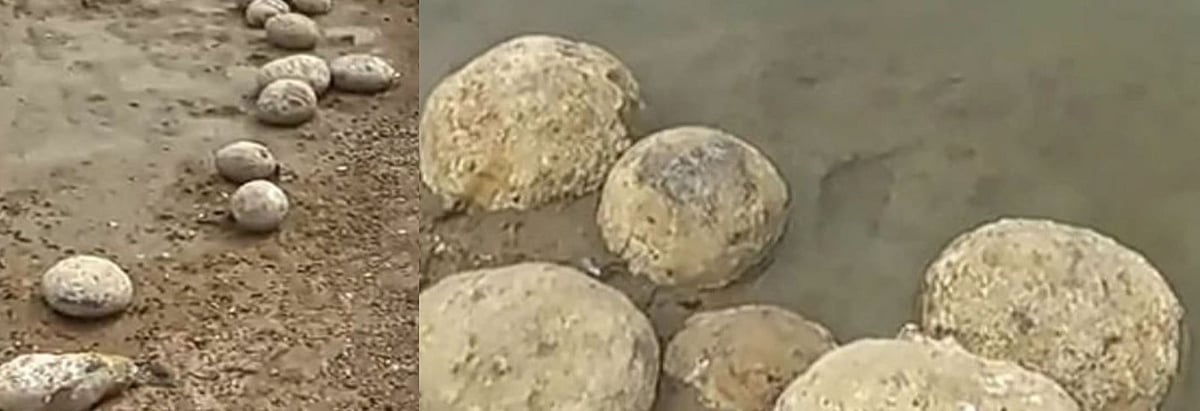 தமிழகத்தில் டைனோசர் முட்டையா? : கடல் வாழ் நத்தைகளின் படிமங்கள் கண்டெடுப்பு!