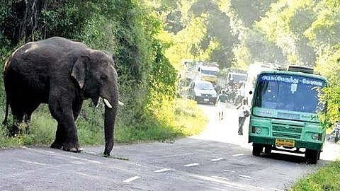 யானை விரட்டும் குழுவிற்கு 10 மாத சம்பள தொகை நிலுவை : அமைச்சர் திண்டுக்கல் சீனிவாசன் மீது குற்றச்சாட்டு!