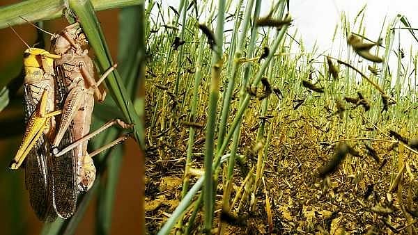 “பயிரிடப்பட்டுள்ள சோள பயிர்களை நாசம் செய்யும் வெட்டுக்கிளிகள்” : விருதுநகர் விவசாயிகள் வேதனை!