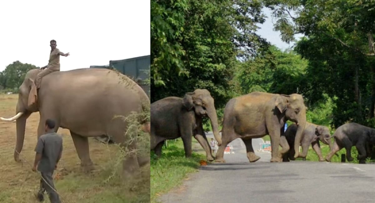 யானை விரட்டும் குழுவிற்கு 10 மாத சம்பள தொகை நிலுவை : அமைச்சர் திண்டுக்கல் சீனிவாசன் மீது குற்றச்சாட்டு!