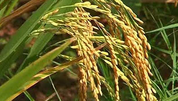 “ஆனைக்கொம்பன் தாக்கத்தைக் கட்டுப்படுத்தி விவசாயிகளைக் காக்க வேண்டும்” - ஏ.கே.எஸ்.விஜயன் வேண்டுகோள்!