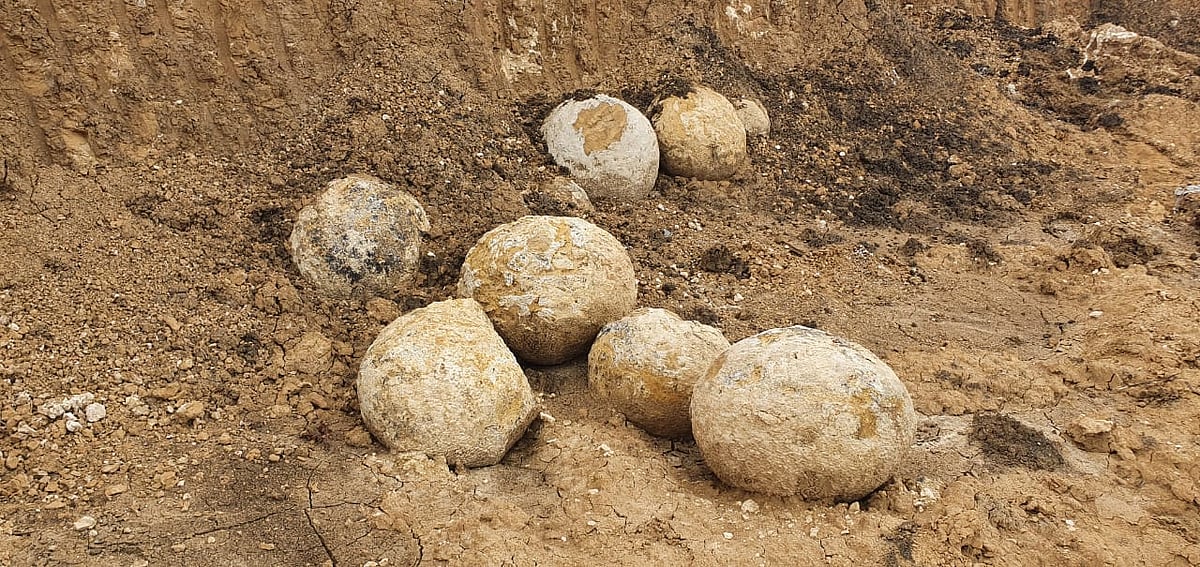 தமிழகத்தில் டைனோசர் முட்டையா? : கடல் வாழ் நத்தைகளின் படிமங்கள் கண்டெடுப்பு!