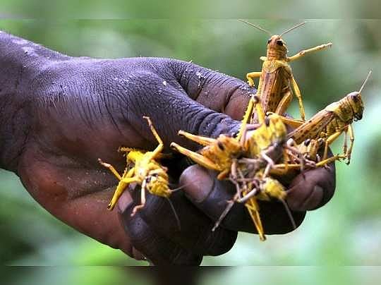 “பயிரிடப்பட்டுள்ள சோள பயிர்களை நாசம் செய்யும் வெட்டுக்கிளிகள்” : விருதுநகர் விவசாயிகள் வேதனை!