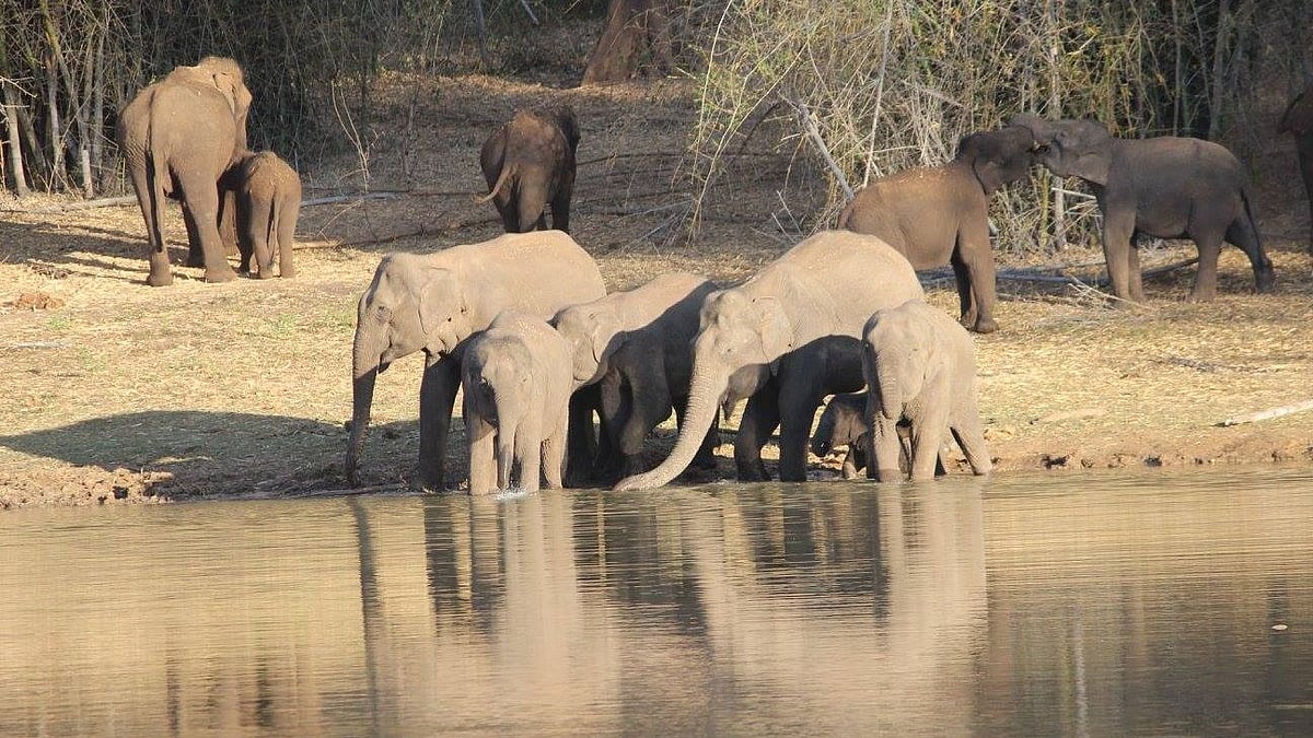 தாழ்வாகச் செல்லும் மின் கம்பிகளால் ஆபத்து : தண்ணீர் குடிக்கச் சென்ற இரண்டு யானைகள் பலியான சோகம்!