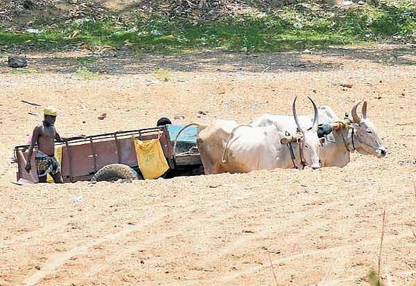 பவானி ஆற்றை சூறையாடும் மணல் மாஃபியாக்கள் : ஆளுங்கட்சி ஆசியோடு நடக்கும் மணல் கொள்ளை - விவசாயிகள் வேதனை!