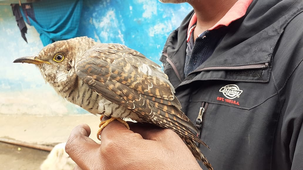 37 ஆண்டுகள் கழித்து நீலகிரிக்கு விசிட் அடித்த அரியவகை பறவை... ஆச்சர்யத்தில் உறைந்த ஆர்வலர்கள்!