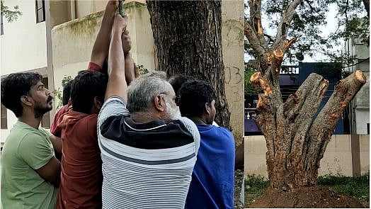 “நிவர் புயலால் வேரோடு சாய்ந்த  60 ஆண்டுகள் பழமையான மரம்” : மீண்டும் நட்டு வைத்த பள்ளி முன்னாள் மாணவர்கள்!