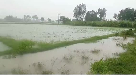 அறுவடைக்கு தயாரான 2,500 ஏக்கர் நெற்பயிர்கள் நிவர் புயலால் சேதம்: இழப்பீடு கோரும் காஞ்சிபுரம் விவசாயிகள்!
