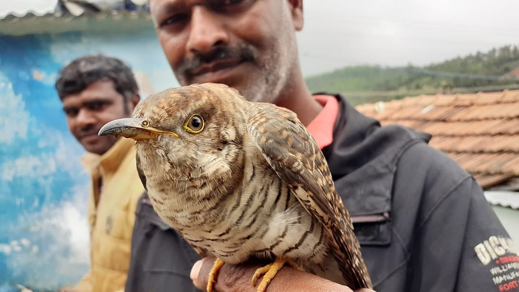37 ஆண்டுகள் கழித்து நீலகிரிக்கு விசிட் அடித்த அரியவகை பறவை... ஆச்சர்யத்தில் உறைந்த ஆர்வலர்கள்!