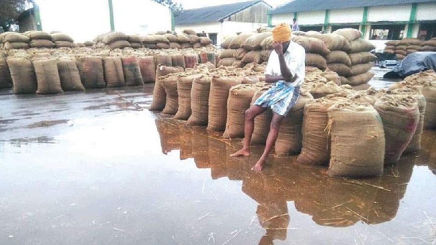 அ.தி.மு.க அரசின் அலட்சியம் - தேங்கிக்கிடக்கும் 50 ஆயிரம் நெல் மூட்டைகள் : கலங்கி நிற்கும் விவசாயிகள் !