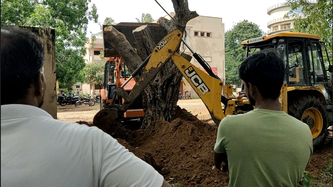 “நிவர் புயலால் வேரோடு சாய்ந்த  60 ஆண்டுகள் பழமையான மரம்” : மீண்டும் நட்டு வைத்த பள்ளி முன்னாள் மாணவர்கள்!