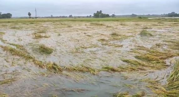 அறுவடைக்கு தயாரான 2,500 ஏக்கர் நெற்பயிர்கள் நிவர் புயலால் சேதம்: இழப்பீடு கோரும் காஞ்சிபுரம் விவசாயிகள்! 