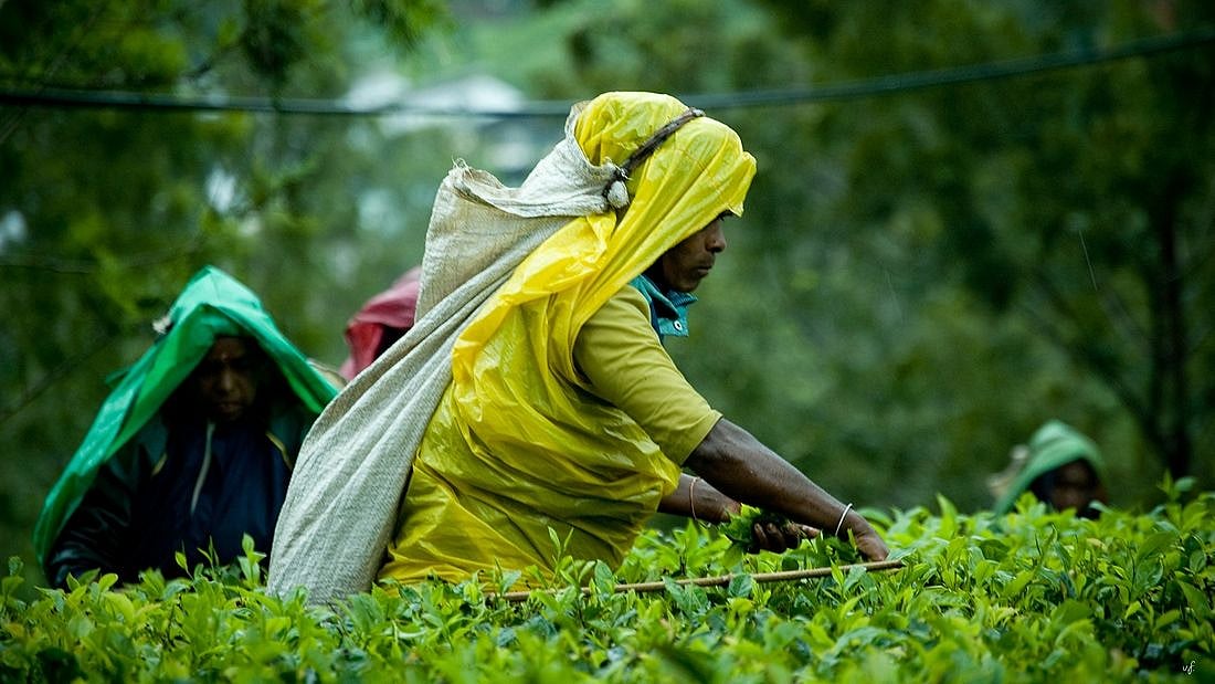 “தேயிலை தோட்ட தொழிலாளர்களுக்கு போனஸ் வழங்க மறுக்கும் தமிழக அரசு”: அ.தி.மு.க அரசுக்கு எதிராக போராட்டம்!