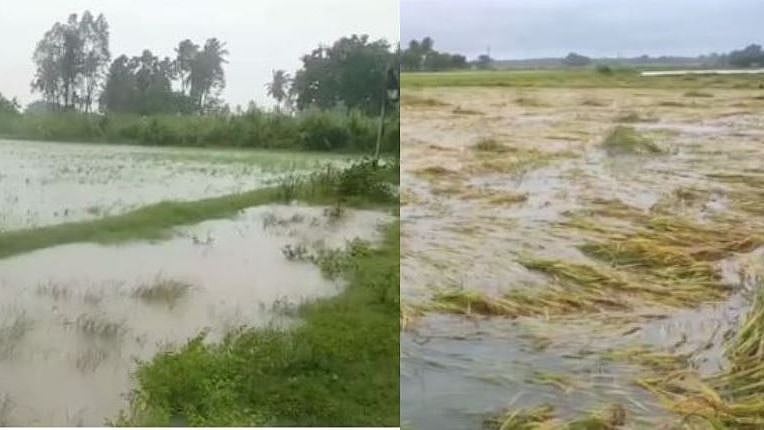 அறுவடைக்கு தயாரான 2,500 ஏக்கர் நெற்பயிர்கள் நிவர் புயலால் சேதம்: இழப்பீடு கோரும் காஞ்சிபுரம் விவசாயிகள்! 