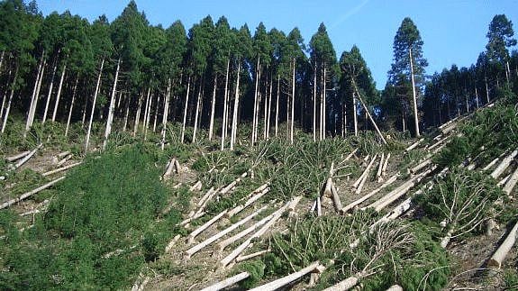 சர்வதேச மலைகள் தினம் : “நீலகிரியில் 18% மலைகளை அழித்த அ.தி.மு.க அரசு” - இயற்கை ஆர்வலர்கள் குற்றச்சாட்டு!