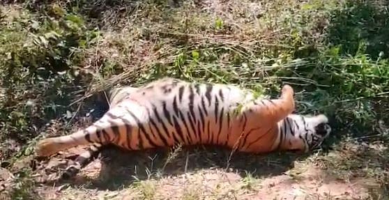 உயிரிழந்த புலி