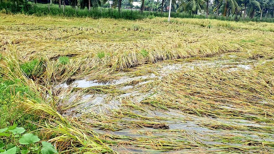 “அறுவடைக்கு தயாரான பயிர்கள் சேதம் - போலி விளம்பரங்களில் குறியாக இருக்கும் போலி விவசாயி”: உதயநிதி ஸ்டாலின்