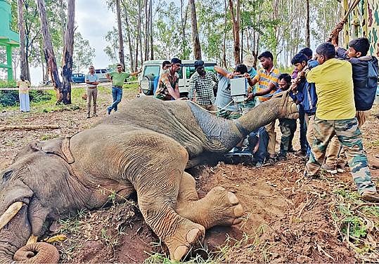 “கன்டெய்னர் லாரி மோதி படுகாயம் அடைந்த யானை சிகிச்சை பலனின்றி உயிரிழப்பு” : ஒரே வாரத்தில் 2 யானைகள் பலி !