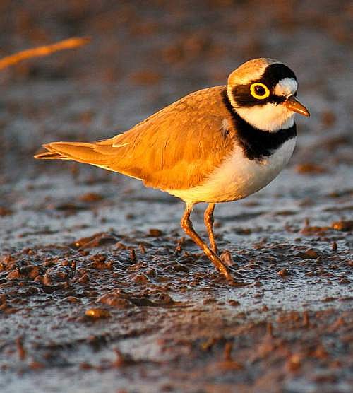 உலக பறவைகள் தினம் : “மேற்கு தொடர்ச்சி மலையில் வேகமாக அழிந்து வரும் அரிய வகை பறவைகள்” - அதிர்ச்சித் தகவல்!