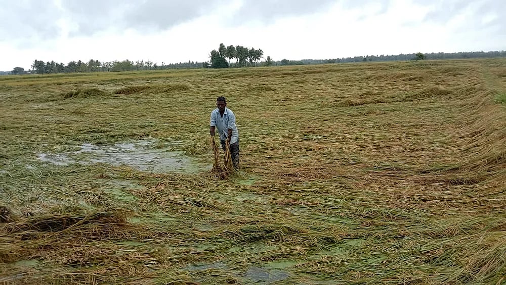 “வரலாறு காணாத வகையில் ஜனவரியில் பெய்த கனமழை - நீரில் மூழ்கிய நெற்பயிர்கள்”: சோகத்தில் டெல்டா விவசாயிகள் !