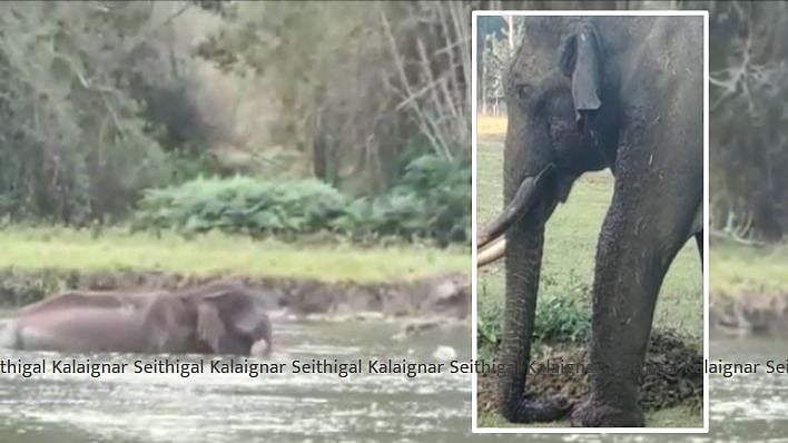 “காது கிழிந்து ரத்தம் சொட்ட சொட்ட உயிருக்கு போராடும் உதகை யானை” : வலி காரணமாக நீரில் தஞ்சமடைந்த சோகம்!