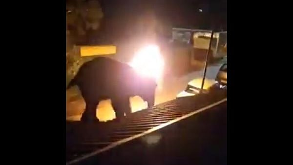 மசினகுடியில் உயிரிழந்த காட்டு யானையின் மீது தீ கொளுத்தப்பட்ட கொடூரம் : பதைபதைக்கச் செய்யும் வீடியோ!