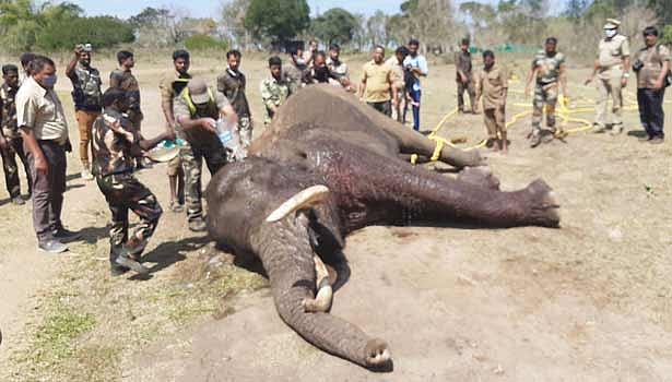 “ரத்தம் சொட்ட சொட்ட காயத்துடன் சுற்றித்திரிந்த ஆண் யானை உயிரிழப்பு” : ஒரே வாரத்தில் 3 யானைகள் பலி !