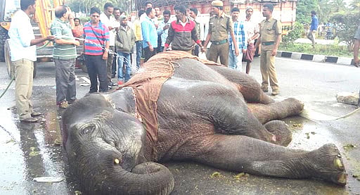 “கன்டெய்னர் லாரி மோதி படுகாயம் அடைந்த யானை சிகிச்சை பலனின்றி உயிரிழப்பு” : ஒரே வாரத்தில் 2 யானைகள் பலி !