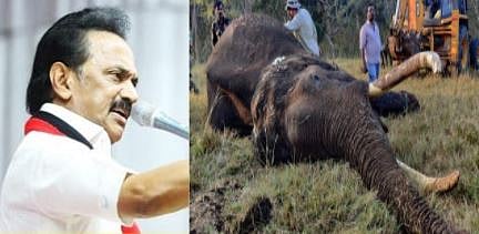 “யானைக்கு தீ வைத்துக் கொன்ற மனித மிருகங்களை விரைந்து தண்டித்திட வேண்டும்” : மு.க.ஸ்டாலின் ஆவேசம்!