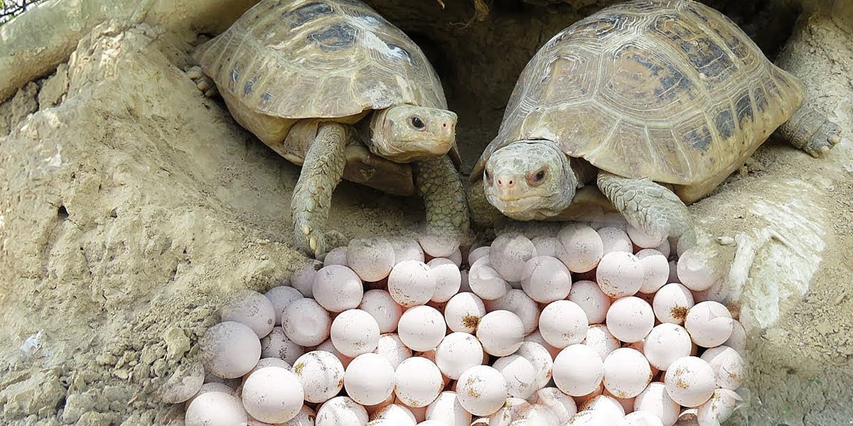 “120 மில்லியன் ஆண்டுகளாக பூமியில் வாழும் அறிய வகை ஆமை”: ஆலிவ் ரிட்லி ஆமை இனம் குறித்த சுவாரஸ்ய தகவல்கள்!