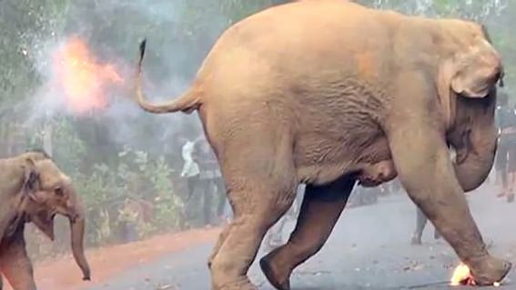 “யானைகளை காட்டுக்குள் விரட்ட பட்டாசுகள் வெடிப்பதை தவிர்க்கவும்” - வனத்துறைக்கு உயர் நீதிமன்றம் அறிவுரை!