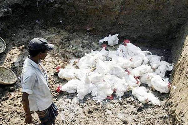 பறவைக் காய்ச்சல் அச்சுறுத்தல்: எல்லையோர மாவட்டங்களில் பலத்த சோதனை- மனிதர்களுக்கு தொற்றலாம் என எச்சரிக்கை!